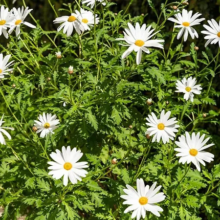 Apartmán Fifi Dubrovník