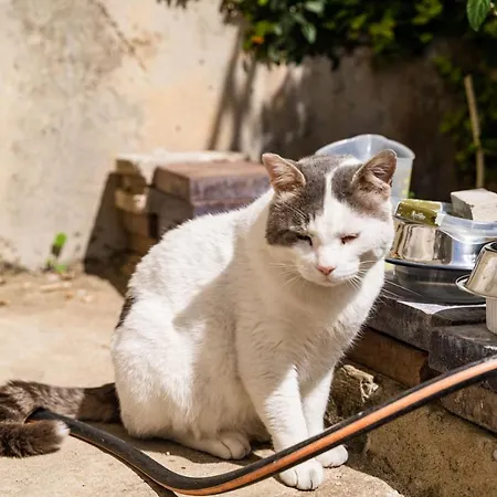 Fifi Dubrovnik